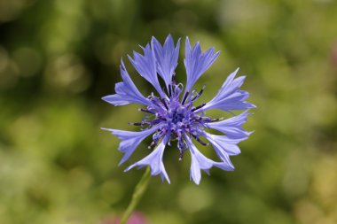 Centaurea cyanus, Peygamber Çiçeği, bekarlığa veda'nın düğme bluebottle