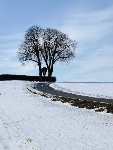 Деревом каштана взимку (Гіркокаштан звичайний), погано iburg-glane, osnabruecker край, Нижній Саксонії, Німеччина, Європа — стокове фото