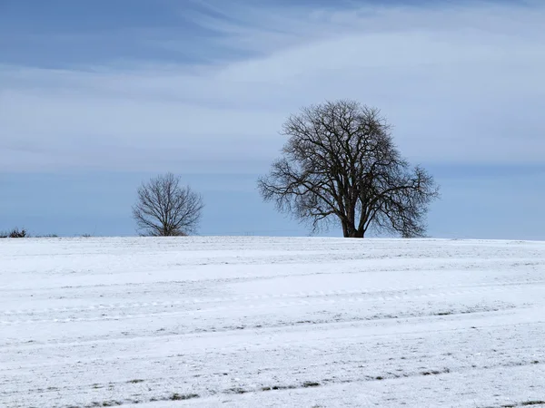 板栗树 (欧洲七叶树） 冬天，坏他们奥拉杜尔，osnabruecker 的土地，降低了萨克森，德国，欧洲 — 图库照片