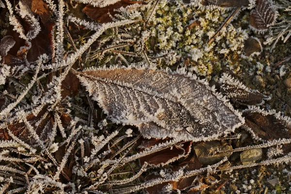 Foglia ricoperta di gelo a novembre — Foto Stock