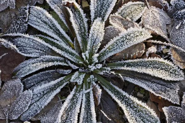 Frost-täckte bladen i november — Stockfoto