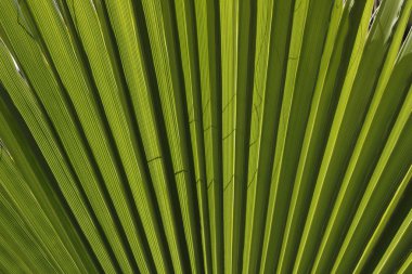 Kuzey washingtonia, california fan hurma Washingtonia filifera, çöl fan palmiye