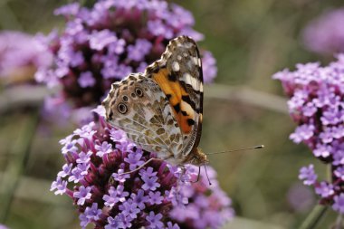 Vanessa cardui, cynthia cardui, verbena bonariensis boyalı Bayan kelebek, Almanya Arjantin Mine çiçeği