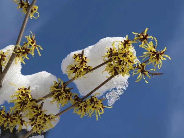 Trollhassel på vintern, hamamelis hybrid — Stockfoto