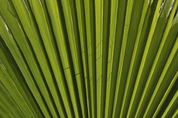 Washingtonia filifera, nördliche washingtonia, kalifornische fächerpalme, wüstenfächerpalme — Stockfoto