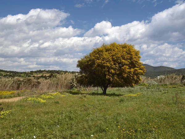 Landschap met acacia boom in de buurt van campulongo, villasimius, Sardinië, Italië, Europa — Stockfoto