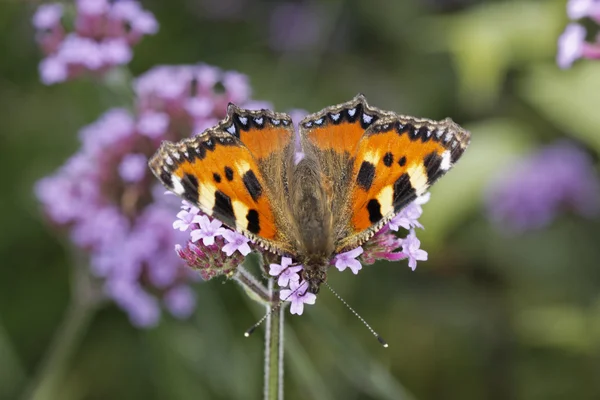 Nymphalis urticae (aglais urticae), a kis rókalepke a verbéna bonariensis — Stock Fotó