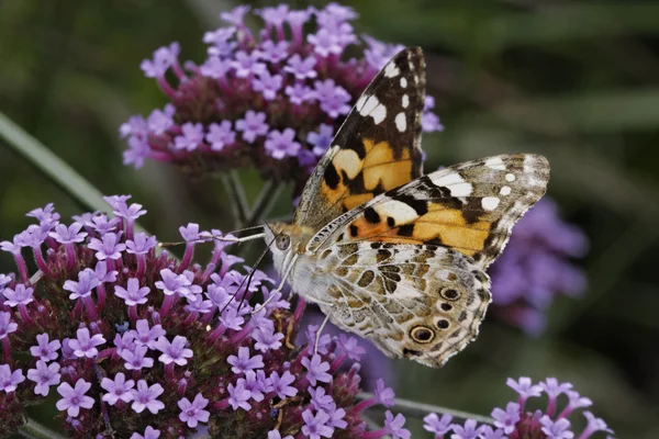 Vanessa cardui, Cynthia cardui, Painted Lady butterfly on Verbena bonariensis, Argentinian Vervain in Germany — Stock Photo, Image