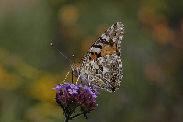 Репейница, Синтия cardui, окрашенные леди бабочка на verbena bonariensis, Аргентинская Вербена в Германии — стоковое фото