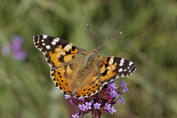 Vanessa cardui, Cynthia cardui, Painted Lady butterfly on Verbena bonariensis, Argentina Vervain — Stok Foto