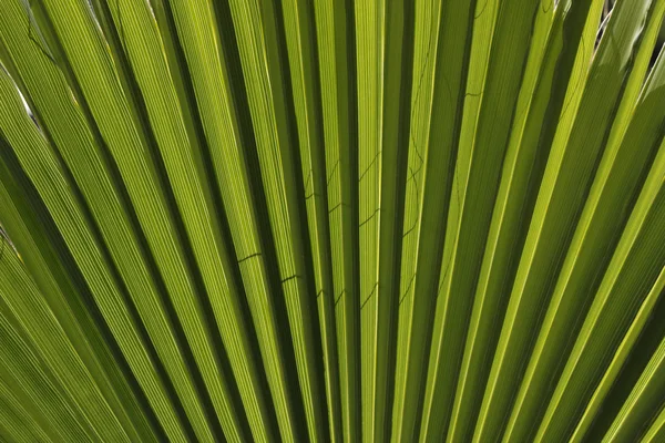 Washingtonia filifera, északi washingtonia, california rajongó pálma, sivatagi rajongó Pálma Stock Kép