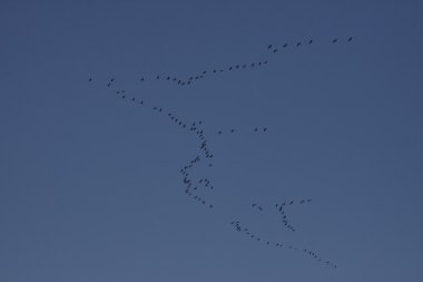 vinçler (grus grus), kuş göç Kasım, Almanya, Avrupa