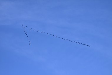 vinçler (grus grus), Kasım ayında kuş göç kuşlar bir bir, Almanya, Avrupa varlık oluşturmak
