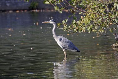 gri balıkçıl (ardea cinerea) bir gölet Aşağı Saksonya, Almanya, Avrupa