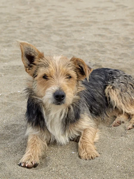 Молодий собака на пляжі, San Priamo, Сардинія, Італія, Європа — стокове фото