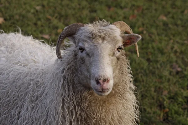 ドイツでは、ヨーロッパの草原の羊 — ストック写真