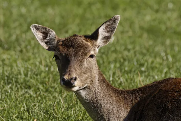 European Roe Deer, Western Roe Deer in Germany — Stock Photo, Image