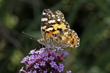 Vanessa cardui, cynthia cardui, verbena bonariensis, Arjantinli Mine çiçeği painted lady kelebeği