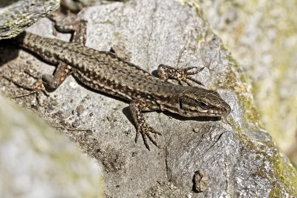 Gyakori fali gyík, podarcis muralis, Németország, Európa — Stock Fotó