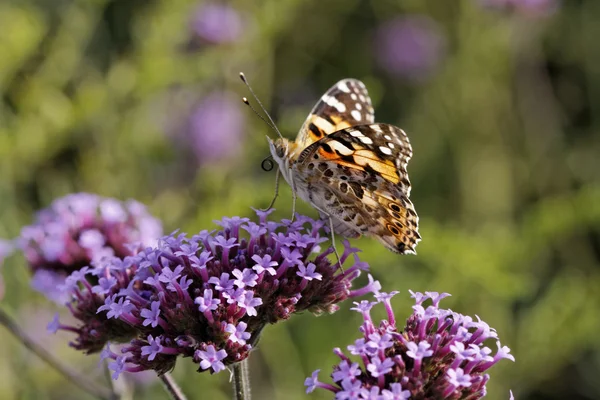 Vanessa cardui, Cynthia cardui, Farfalla dipinta su Verbena bonariensis, verbena argentina — Foto Stock