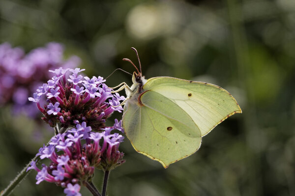 Gonepteryx rhamni, Common Brimstone, Brimstone on Purpletop Vervain, Verbena in Germany