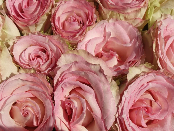 Vaaleanpunaiset ruusut Saksassa — kuvapankkivalokuva