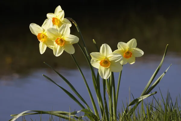 Narcisos en un arroyo en los Países Bajos — Foto de Stock