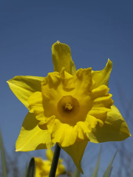 Narciso ibrido, narciso — Foto Stock