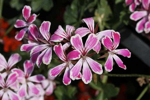 Pelargonia hybrydowy kwiat lato, Niemcy — Zdjęcie stockowe