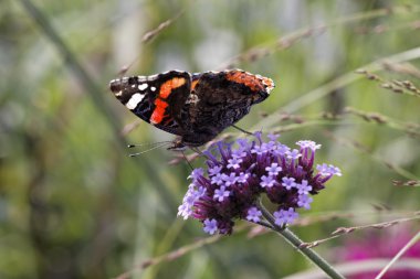 Kırmızı Amiral (vanessa atalanta) üzerinde verbena bonariensis, Almanya'da Avrupa Arjantinli Mine çiçeği