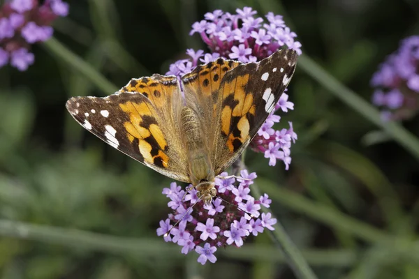 Vanessa cardui, Cynthia cardui, Painted Lady butterfly — Stock Photo, Image