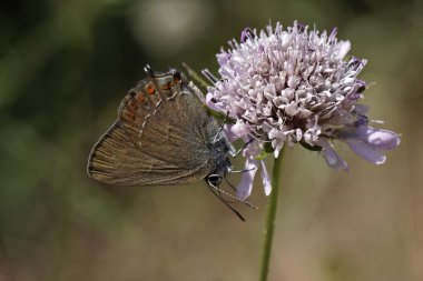 Satyrium esculi, yanlış çobanpüskülü hairstreak Güney Fransa, Avrupa