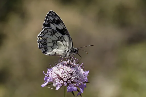 Kupu-kupu putih Marmer, Melanargia galathea dari Eropa Barat — Stok Foto