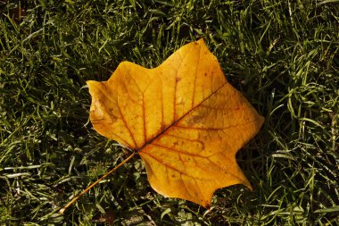 liriodendron tulipifera, Lale ağacı, Amerikan Lale ağacı, tuliptree, Lale kavak, sonbaharın sarı kavak