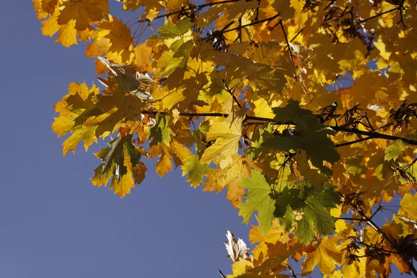 Acer platanoides, Norvegia acero in autunno, Germania — Foto Stock