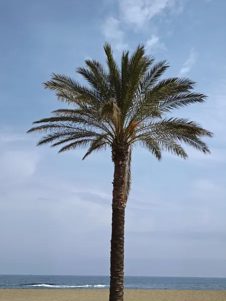 Date palm, Canary Islands Date Palm, Phoenix canariensis da Sardenha, Itália, Europa — Fotografia de Stock