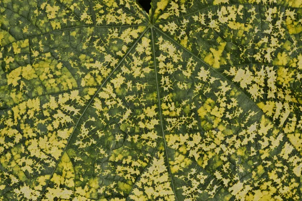 緑の葉の詳細 ストック写真
