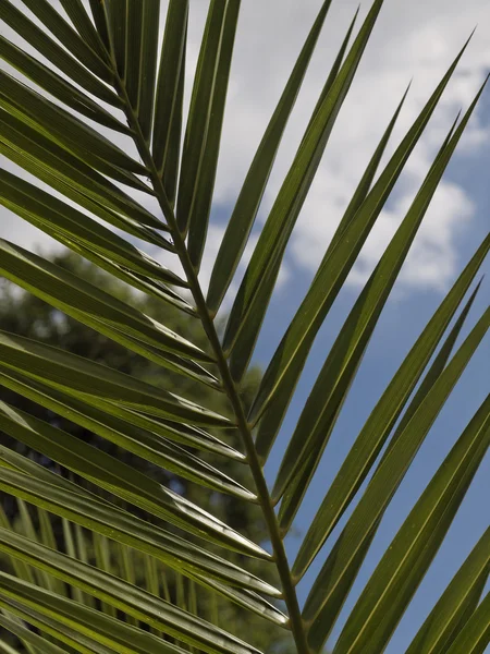 Dátum palm, Kanári-szigeteki datolyapálma (phoenix canariensis) Stock Kép