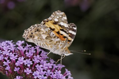 Vanessa cardui, cynthia cardui, verbena bonariensis boyalı Bayan kelebek, Almanya Arjantin Mine çiçeği