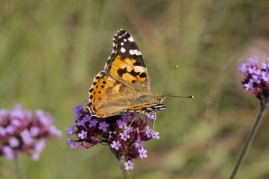 Vanessa cardui, cynthia cardui, verbena bonariensis boyalı Bayan kelebek, Almanya Arjantin Mine çiçeği