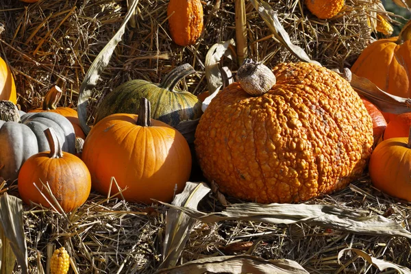 Pumpkins in autumn, Germany — Stock Photo, Image