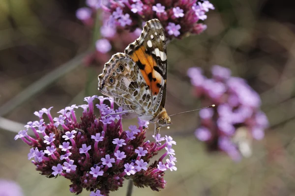 Vanessa cardui, Cynthia cardui, Painted Lady butterfly on Verbena bonariensis, Argentinian Vervain in Germany — Stock Photo, Image