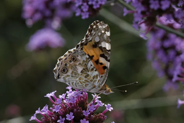 Vanessa cardui, Cynthia cardui, Farfalla dipinta su Verbena bonariensis, verbena argentina in Germania — Foto Stock