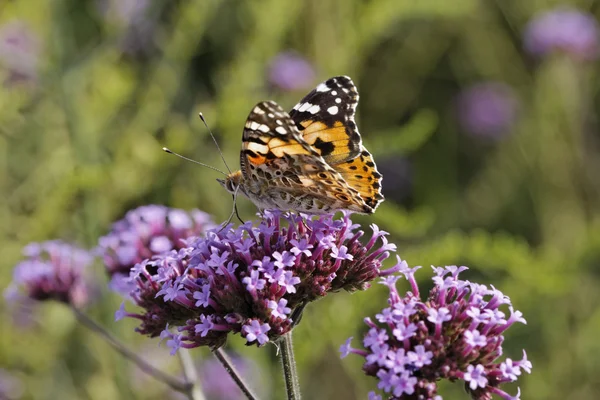 Vanessa cardui, cynthia cardui, malované lady butterfly na verbena bonariensis, sporýš argentinský v Německu — Stock fotografie