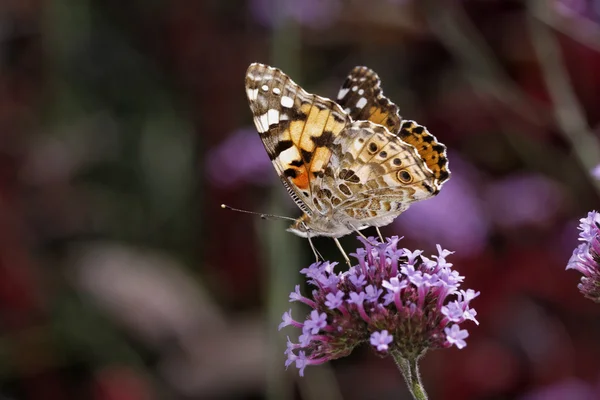 Vanessa cardui, cynthia cardui, painted lady butterfly på verbena bonariensis, argentinska vervain i Tyskland — Stockfoto