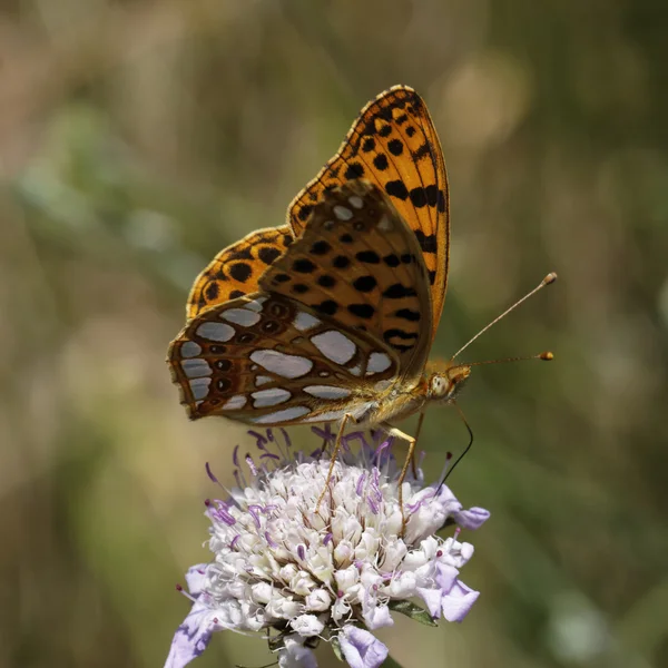 Issoria Lathonia, Königin von Spanien Fritillaria — Stockfoto