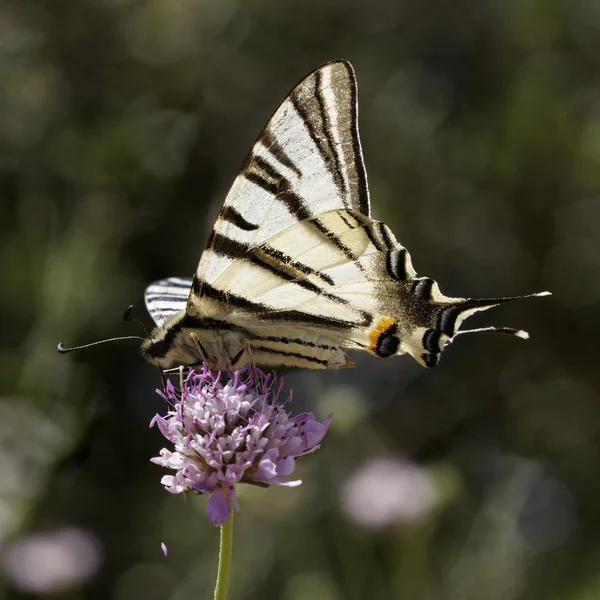 Iphiclides podalirius, seltener Schwalbenschwanz, Segel-Schwalbenschwanz, Birnbaumschwalbenschwanz aus Südfrankreich, Europa — Stockfoto