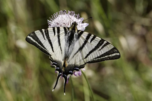 Iphiclides podalirius, Scarce swallowtail, Sail swallowtail, Pear-tree swallowtail from Southern France, Europe — Stock Photo, Image