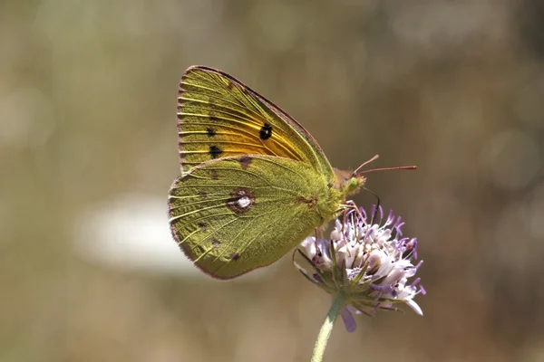 Colias crocea, Giallo Nuvoloso Scuro, Giallo Nuvoloso Comune, La Farfalla Gialla Nuvolosa dalla Francia, Europa — Foto Stock