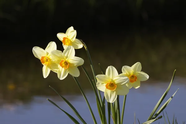 Daffodils em um riacho nos Países Baixos — Fotografia de Stock